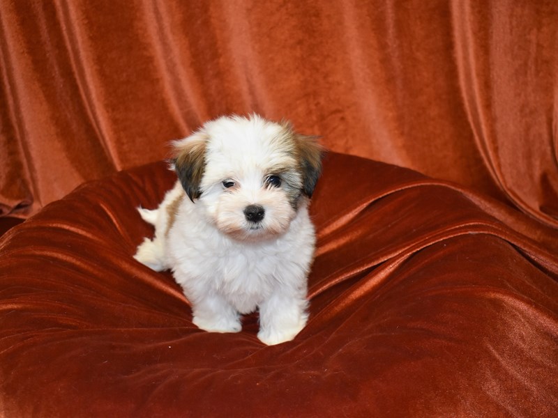 Havanese-DOG-Female-White Parti-3735278-Petland Dunwoody Puppies For Sale