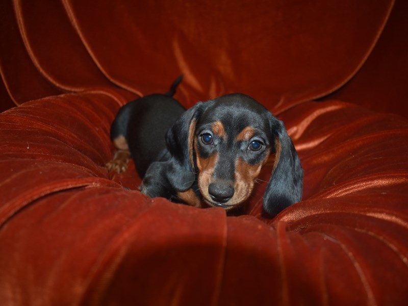 Dachshund-Female-Black and Tan-3742827-Petland Dunwoody Puppies For Sale