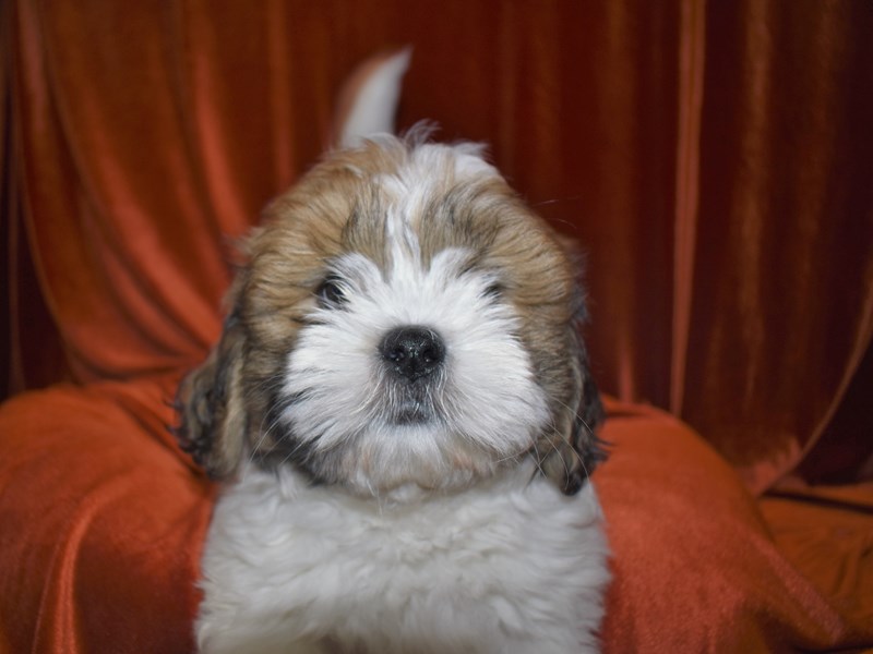 Lhasa Apso-Male-Golden-3670014-Petland Dunwoody Puppies For Sale