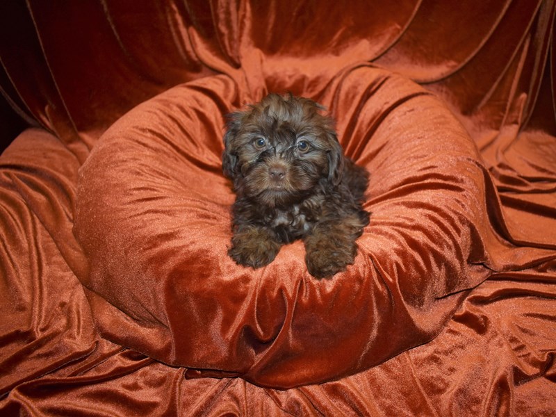 Shih -Poo-Male-Brown-3716027-Petland Dunwoody