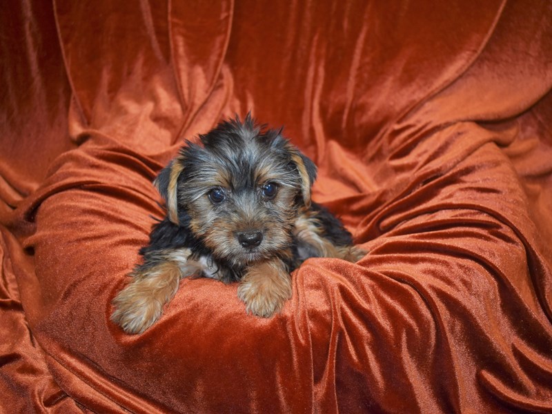 Yorkshire Terrier-Male-Black and Tan-3717080-Petland Dunwoody Puppies For Sale