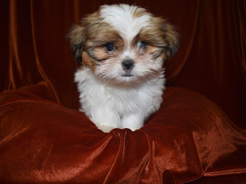 Shih Tzu-Female--3726489-Petland Dunwoody Puppies For Sale