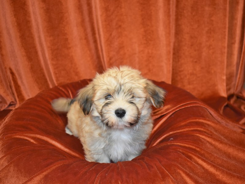Havanese-DOG-Male-Gold Sable-3735279-Petland Dunwoody Puppies For Sale