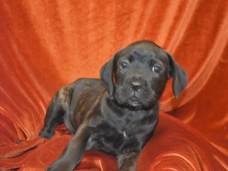 Cane Corso-Male-Black Brindle-3742760-Petland Dunwoody