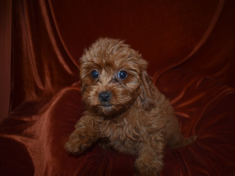 F1b Cavapoo-Female-Red-3742977-Petland Dunwoody Puppies For Sale