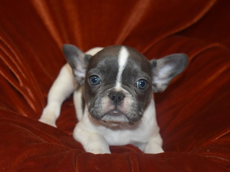 French Bulldog-Female-White and Blue-3742843-Petland Dunwoody Puppies For Sale