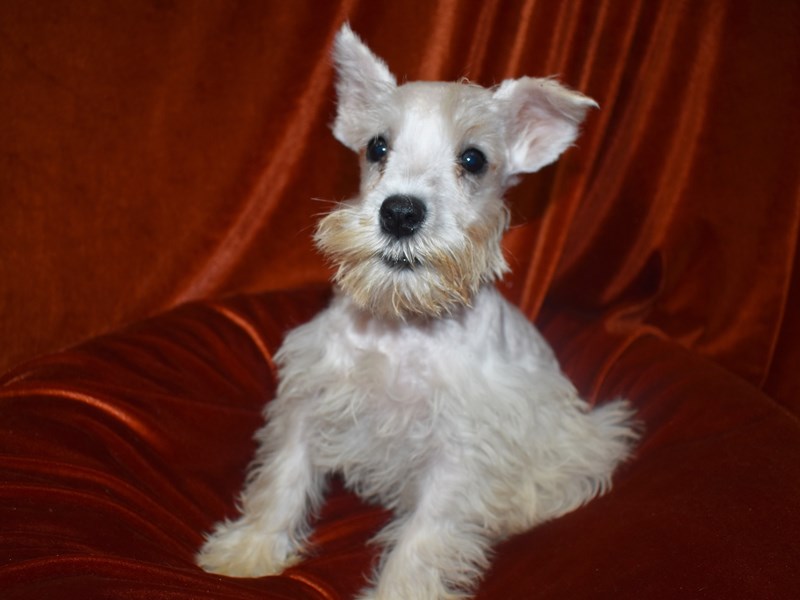 Miniature Schnauzer-DOG-Male-White-3742784-Petland Dunwoody Puppies For Sale