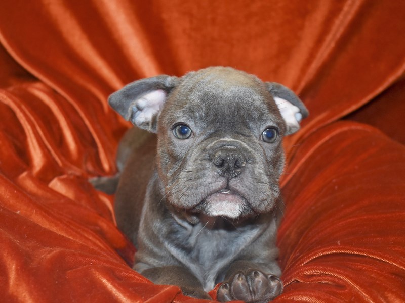 French Bulldog-Male-Blue-3742946-Petland Dunwoody Puppies For Sale