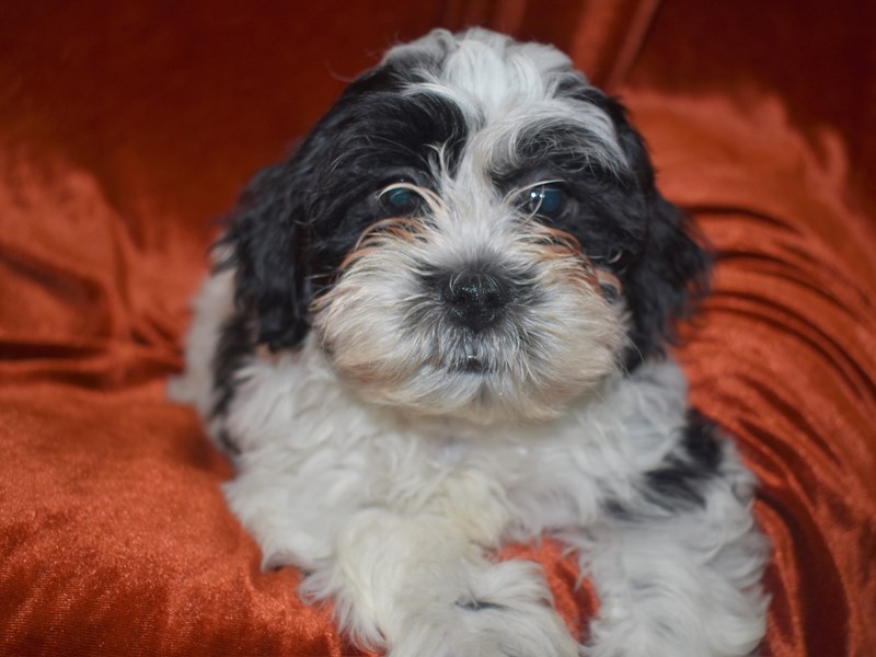 Teddy Bear-Female-Black and White-3750402-Petland Dunwoody Puppies For Sale