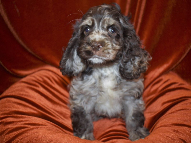 Cocker Spaniel-DOG-Female--3751708-Petland Dunwoody Puppies For Sale
