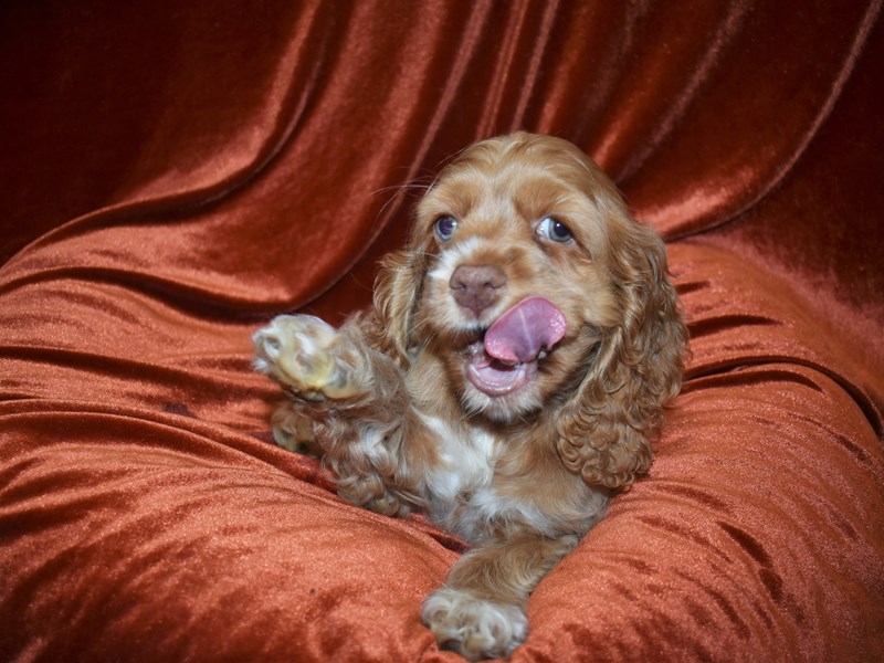 Cocker Spaniel-DOG-Female--3751670-Petland Dunwoody Puppies For Sale