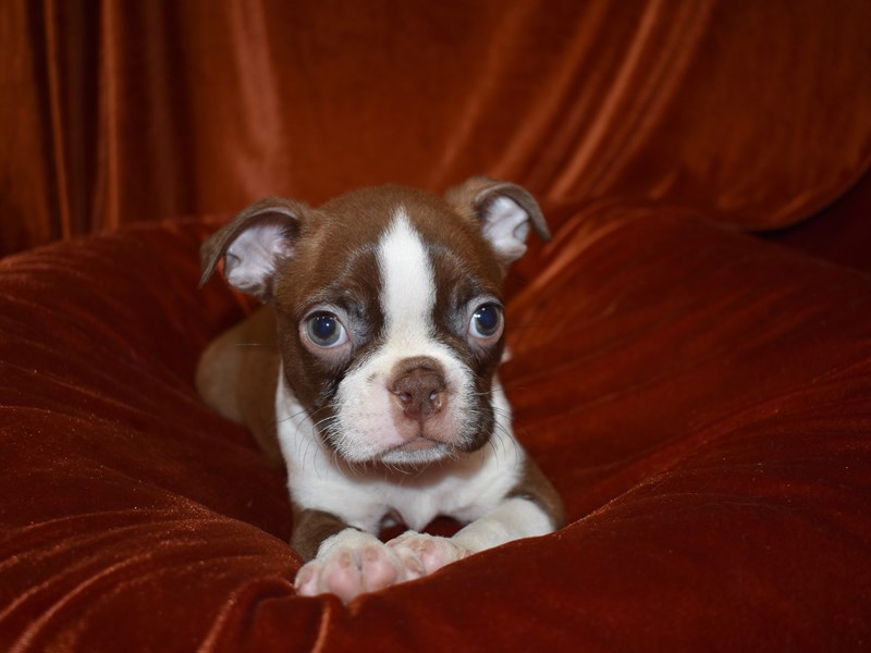Boston Terrier-DOG-Male-Seal & White-3760930-Petland Dunwoody Puppies For Sale