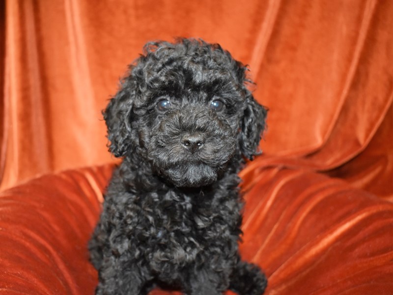 Miniature Poodle-Female-Black-3760928-Petland Dunwoody Puppies For Sale