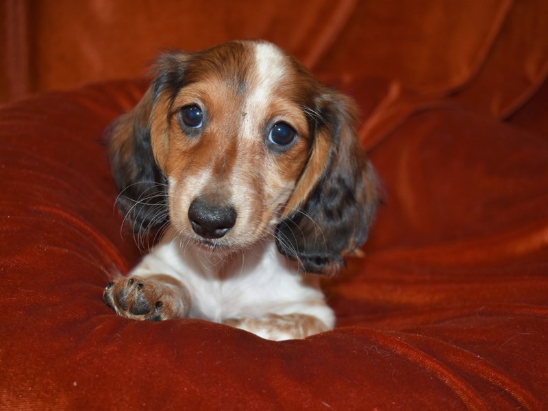 Chocolate piebald sales