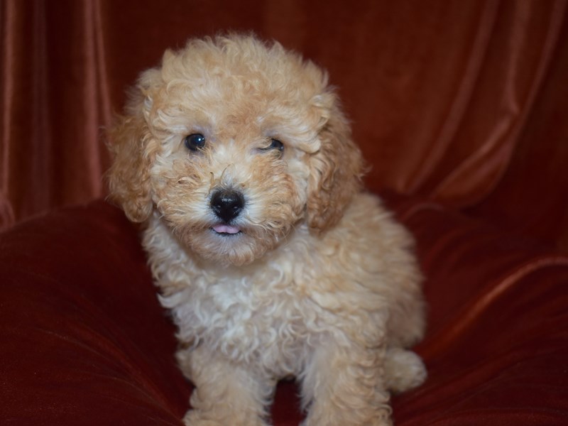 Miniature Poodle-DOG-Female-Apricot-3760927-Petland Dunwoody
