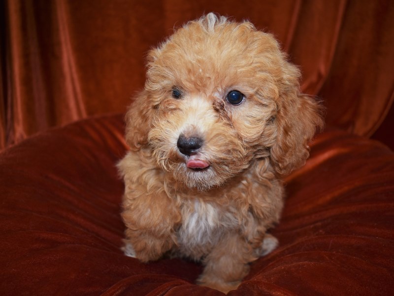 Bichonpoo-Male-Apricot-3760941-Petland Dunwoody Puppies For Sale