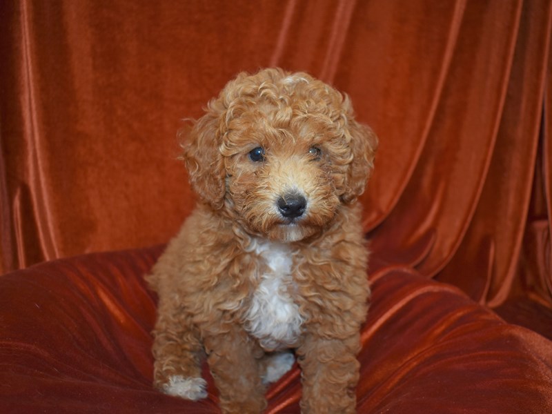 Cavapoo-DOG-Male-Apricot-3760943-Petland Dunwoody Puppies For Sale