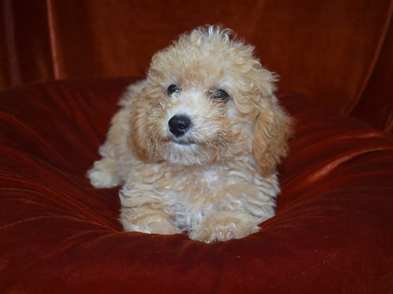 Bichonpoo-Female-Apricot-3760942-Petland Dunwoody