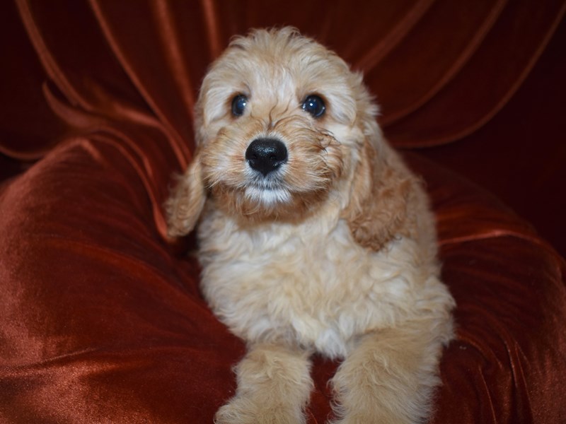 Comfort Goldendoodle-Female-Red-3760956-Petland Dunwoody