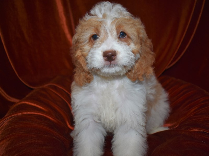 Comfort Goldendoodle-Female-White & Tan-3760954-Petland Dunwoody Puppies For Sale
