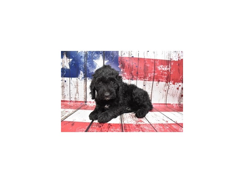Miniature Bernedoodle 2nd Gen-Female-Black-3768280-Petland Dunwoody Puppies For Sale