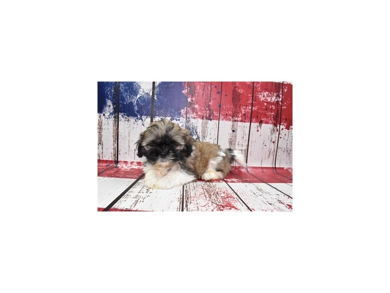 Shih Tzu-DOG-Male-Black Gold and White-3768358-Petland Dunwoody Puppies For Sale