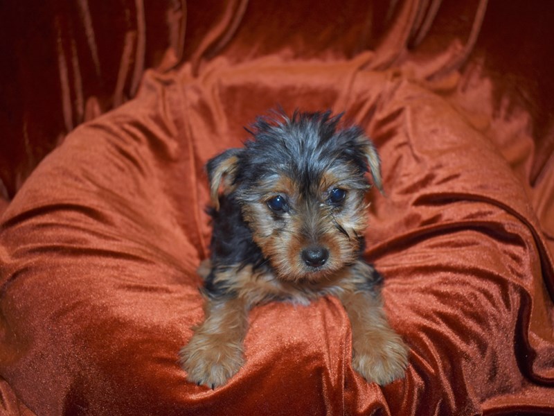 Yorkshire Terrier-DOG-Female-Black and Tan-3717076-Petland Dunwoody Puppies For Sale