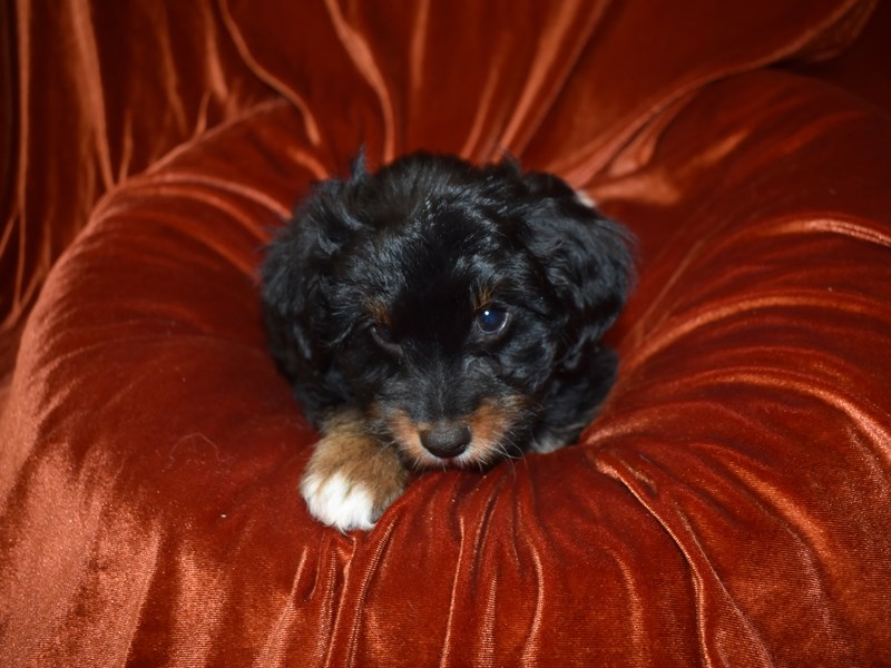 Aussiedoodle-Female-Black and Tan-3726730-Petland Dunwoody Puppies For Sale