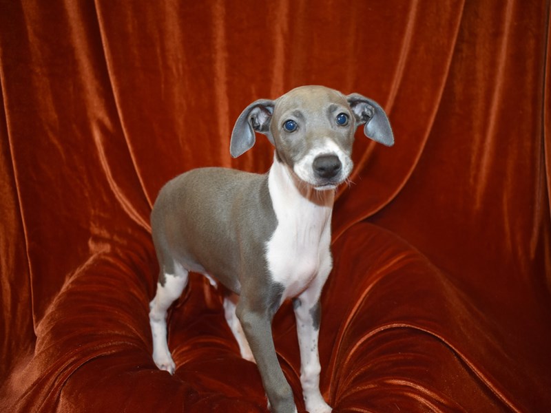Italian Greyhound-Male-Blue-3724598-Petland Dunwoody Puppies For Sale