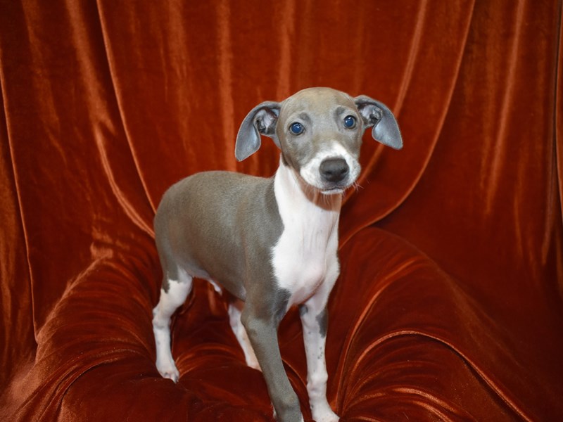 Italian Greyhound-Male-Blue-3724598-Petland Dunwoody