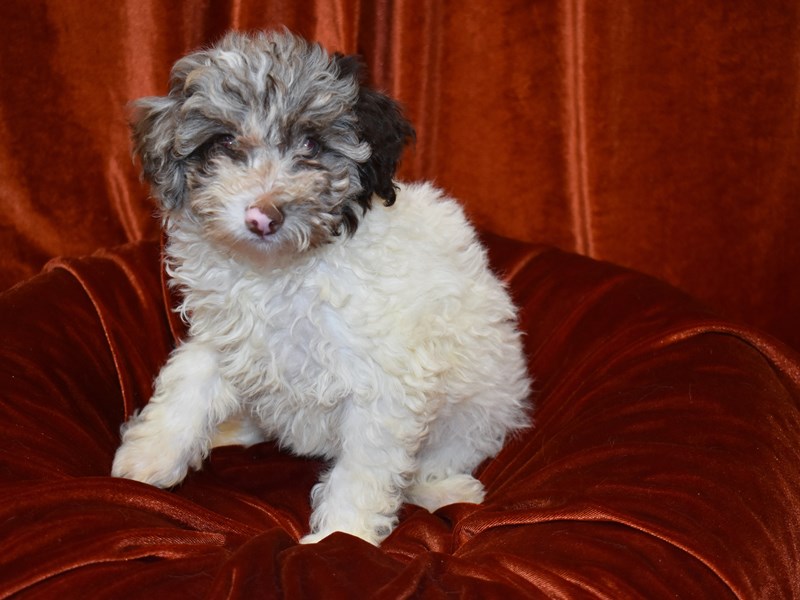 Poodle-DOG-Female-Chocolate Parti-3735288-Petland Dunwoody Puppies For Sale