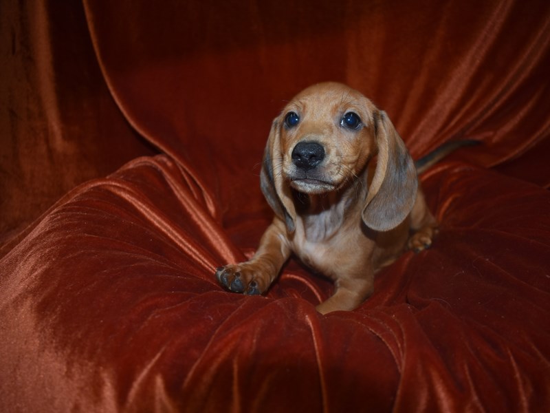 Dachshund-DOG-Male-Red-3742809-Petland Dunwoody Puppies For Sale