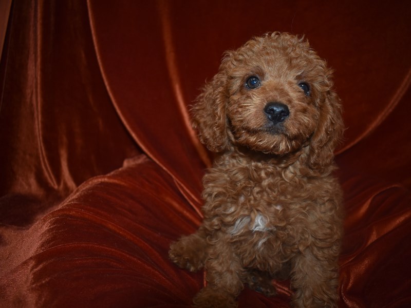 F1b Cavapoo-Male-Red-3742980-Petland Dunwoody Puppies For Sale