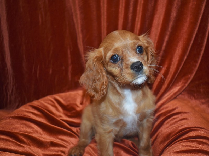 Cavalier King Charles Spaniel-DOG-Female-Ruby-3750671-Petland Dunwoody Puppies For Sale