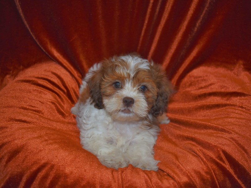 Shih -Poo-Female-Red and White-3750516-Petland Dunwoody Puppies For Sale