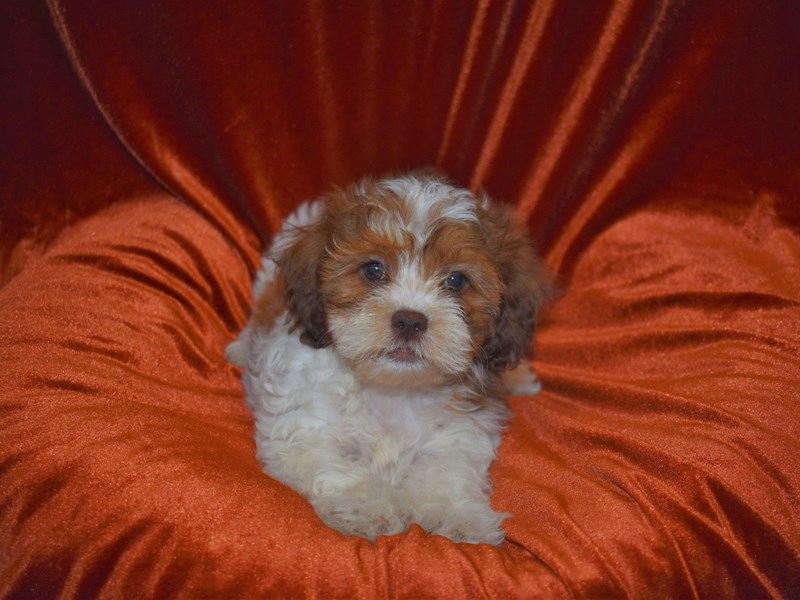 Shih -Poo-Female-Red and White-3750516-Petland Dunwoody