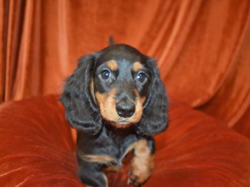 Dachshund-DOG-Male-Black & Tan-3760923-Petland Dunwoody Puppies For Sale