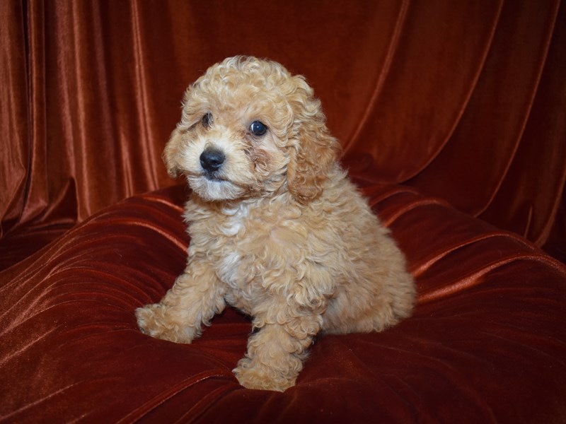 Cavapoo-DOG-Male-Apricot-3760946-Petland Dunwoody Puppies For Sale