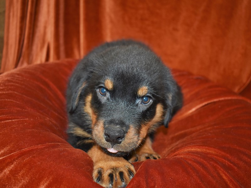 Rottweiler-Male-Black & Tan-3760932-Petland Dunwoody