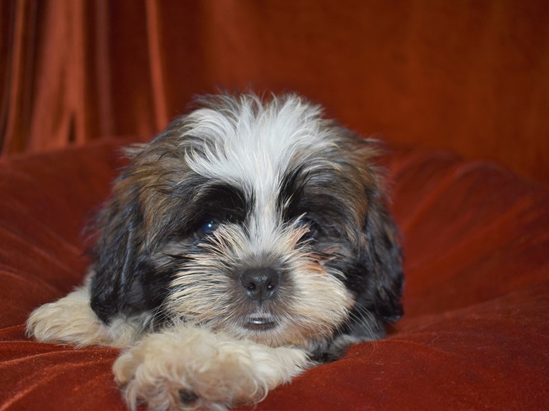 Malshi-Male-Brown & White-3760947-Petland Dunwoody