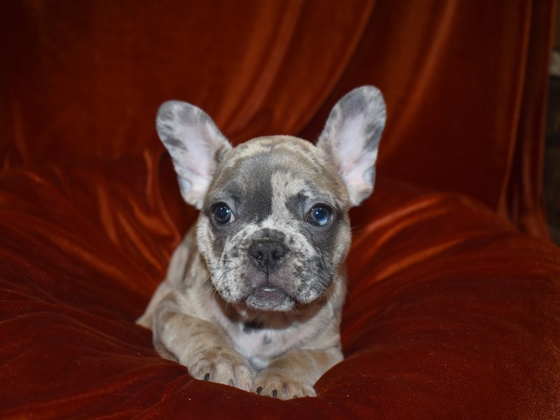 French Bulldog-DOG-Female--3760963-Petland Dunwoody Puppies For Sale