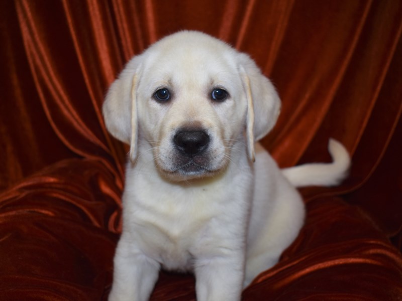 Labrador Retriever-Male-Yellow-3760968-Petland Dunwoody Puppies For Sale