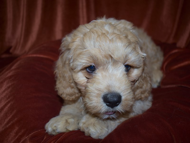 Comfort Goldendoodle-Male-Red-3760953-Petland Dunwoody Puppies For Sale