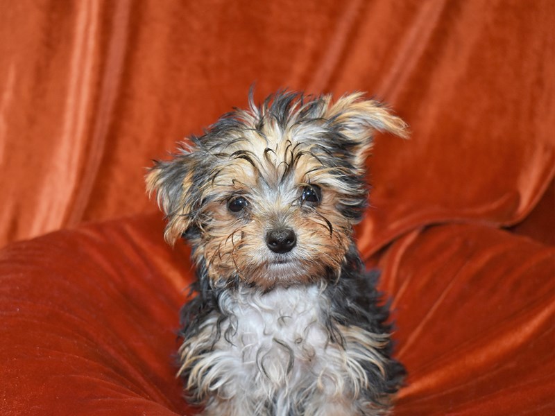 Yorkshire Terrier-DOG-Male-Black and Tan-3735283-Petland Dunwoody Puppies For Sale