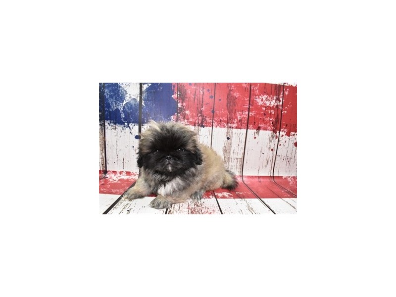 Pekingese-Female-Grey Sable-3768340-Petland Dunwoody Puppies For Sale