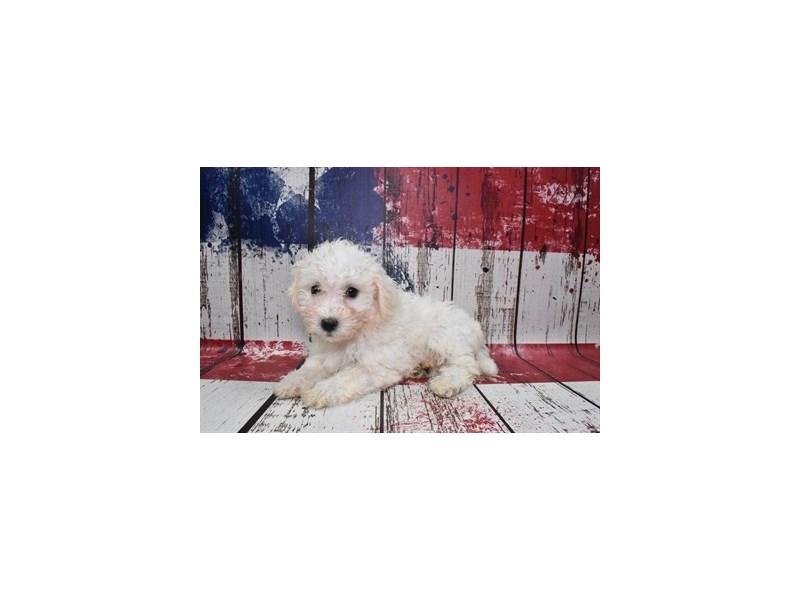 Bichon Frise-Female-White-3768425-Petland Dunwoody Puppies For Sale