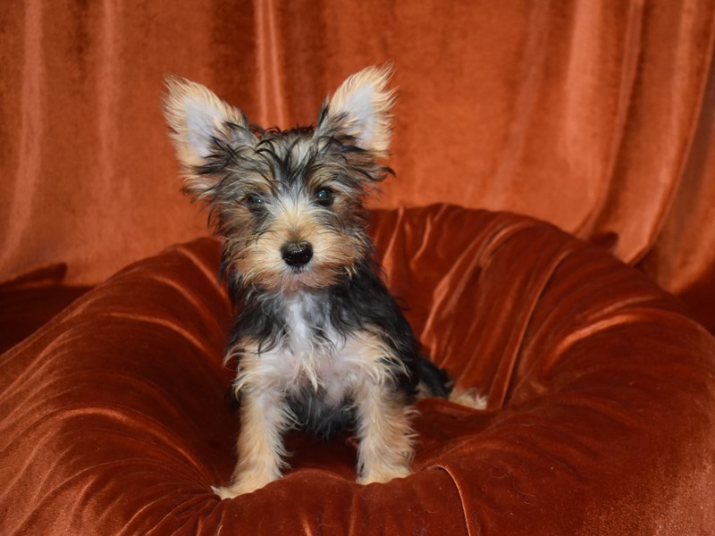 Yorkshire Terrier-DOG-Female-Black and Tan-3735282-Petland Dunwoody Puppies For Sale