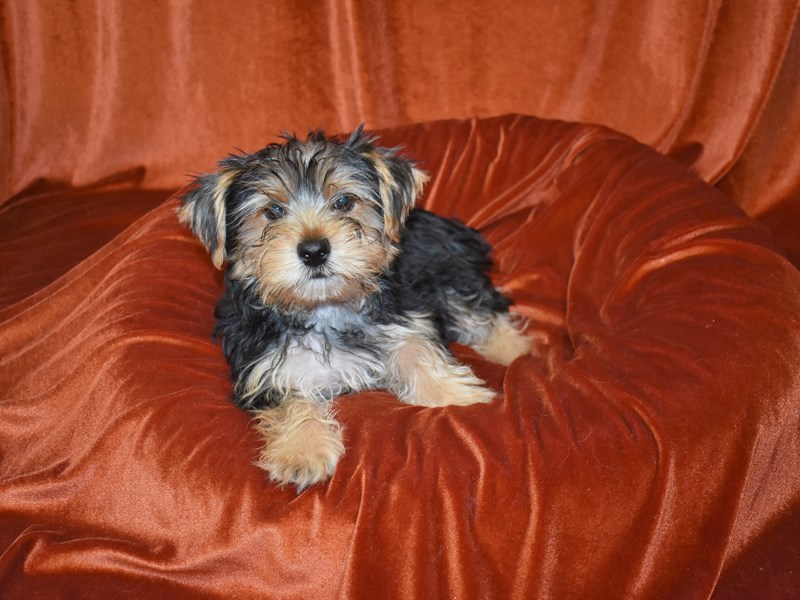 Yorkshire Terrier-DOG-Male-Black and Tan-3735285-Petland Dunwoody Puppies For Sale