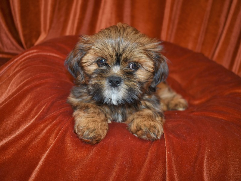 Lhasa Apso-Male-Gold-3780433-Petland Dunwoody Puppies For Sale