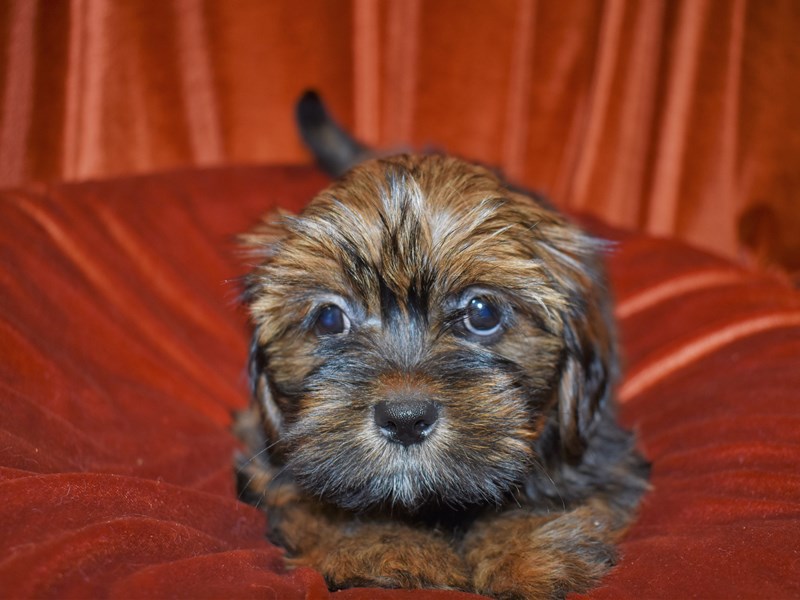 Lhasa Apso-DOG-Female-Gold-3780434-Petland Dunwoody Puppies For Sale